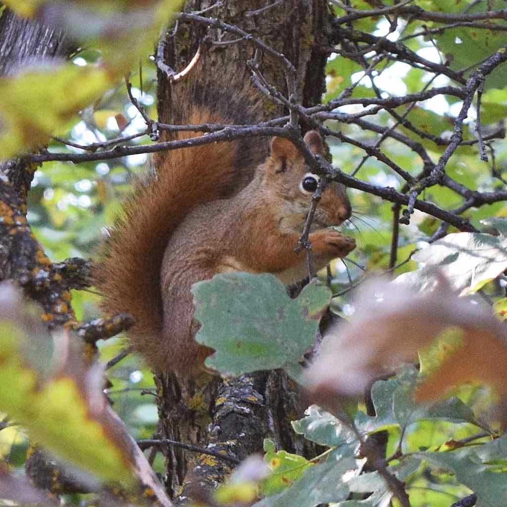 Red Squirrels & 90-Day&nbsp;Lessons