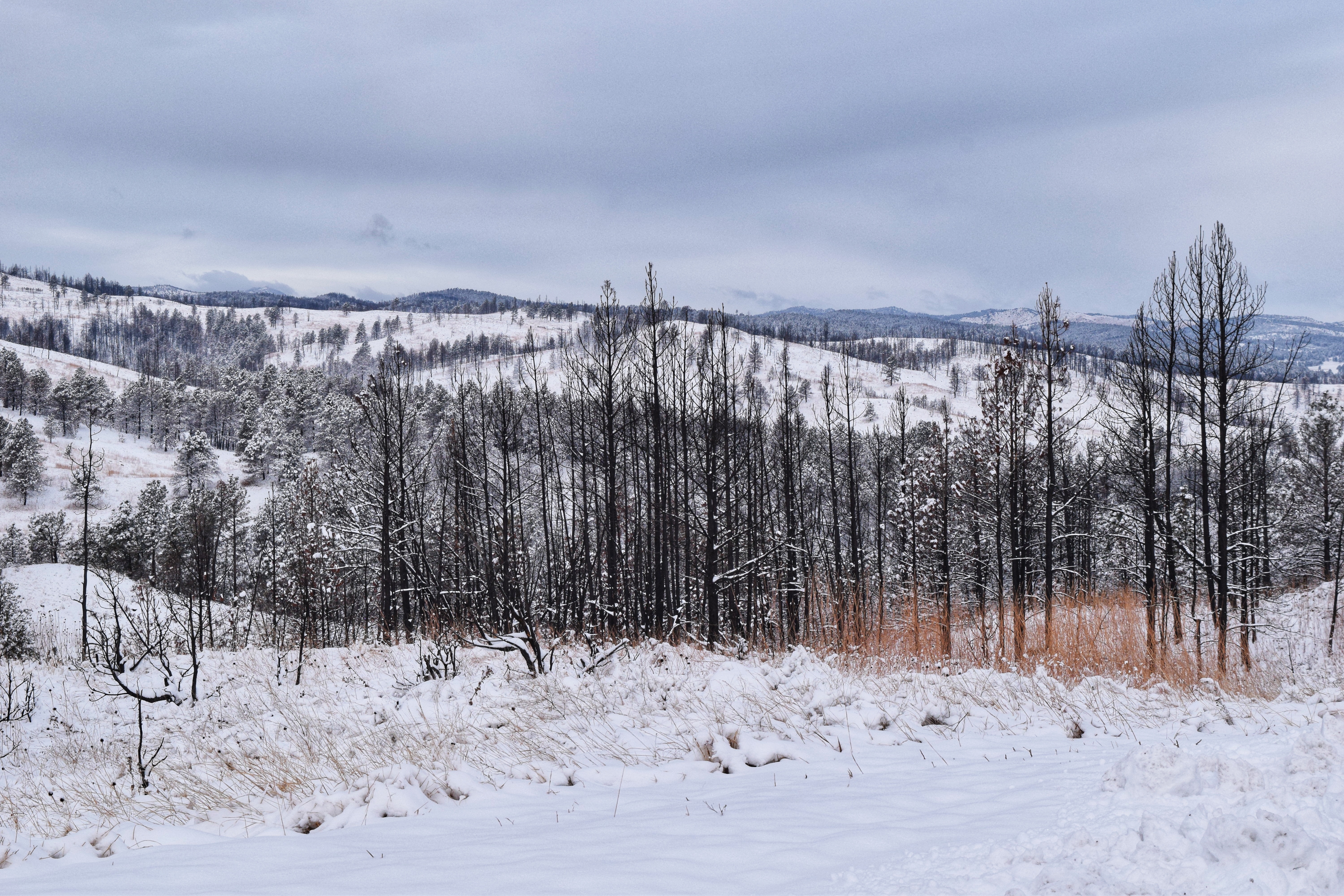 2018-12-02 09.39.32-01.jpeg