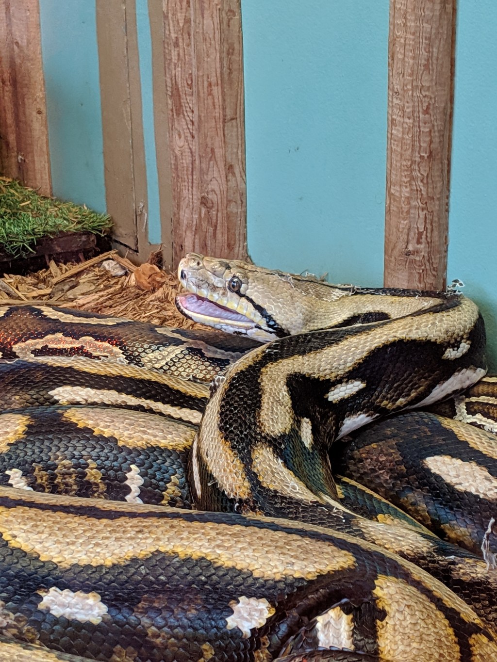 Why Did it Have to be&nbsp;Snakes?