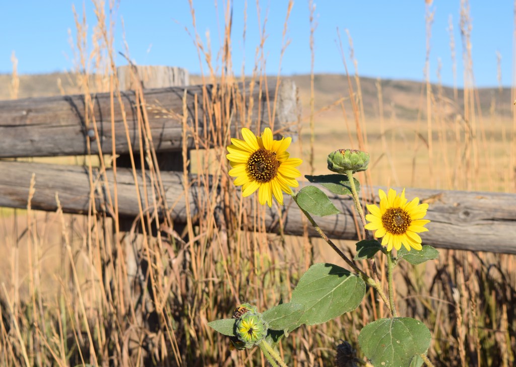 My Slow Descent Into&nbsp;Madness