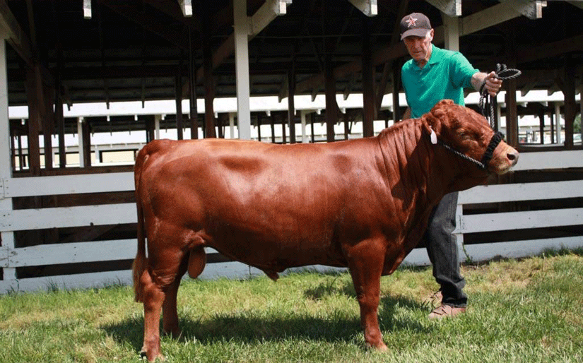 A Bizarro World of Miniature&nbsp;Cows