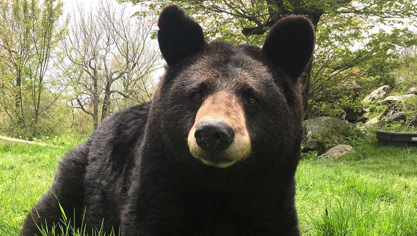 Here, Bear, &&nbsp;Everywhere