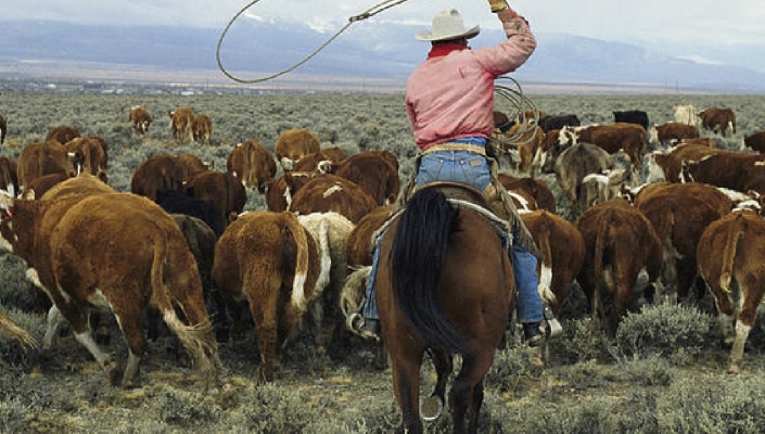 What Do I Know? I’m Just a City&nbsp;Slicker…