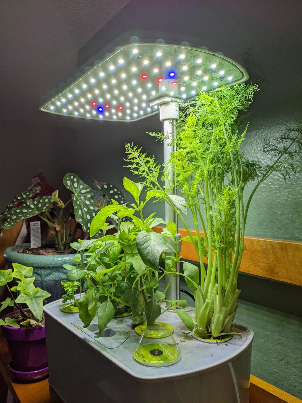 Sprout, Sprout, Let it All&nbsp;Out