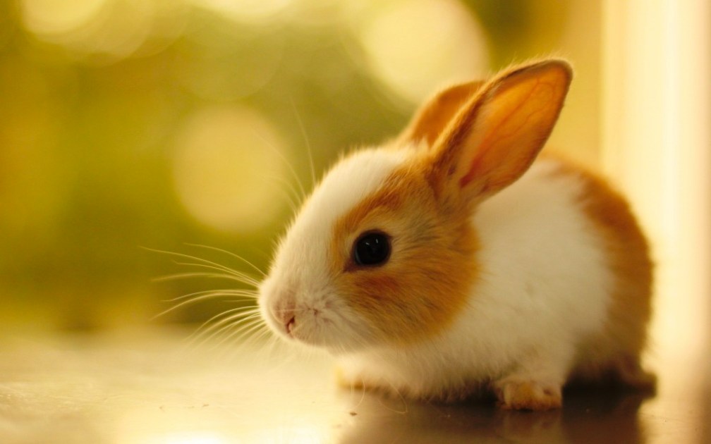 Rabbit-Nature-Very-Cute-HD-1024x640