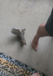 Whoa. This is one brave squirrel! 