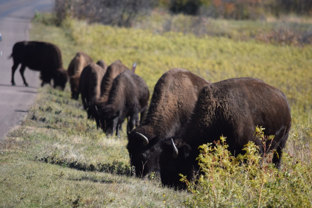 Today’s Theme is&nbsp;Buffalo