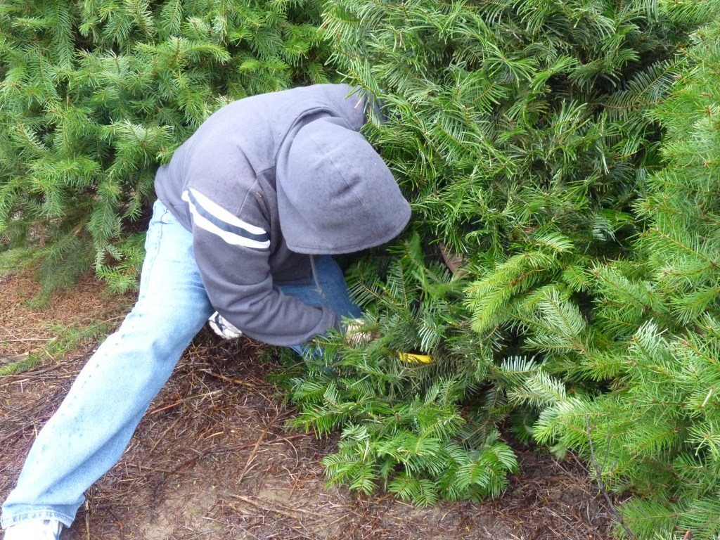 It’s Beginning to Look a Lot Like (Tara’s in the Mood for)&nbsp;Christmas