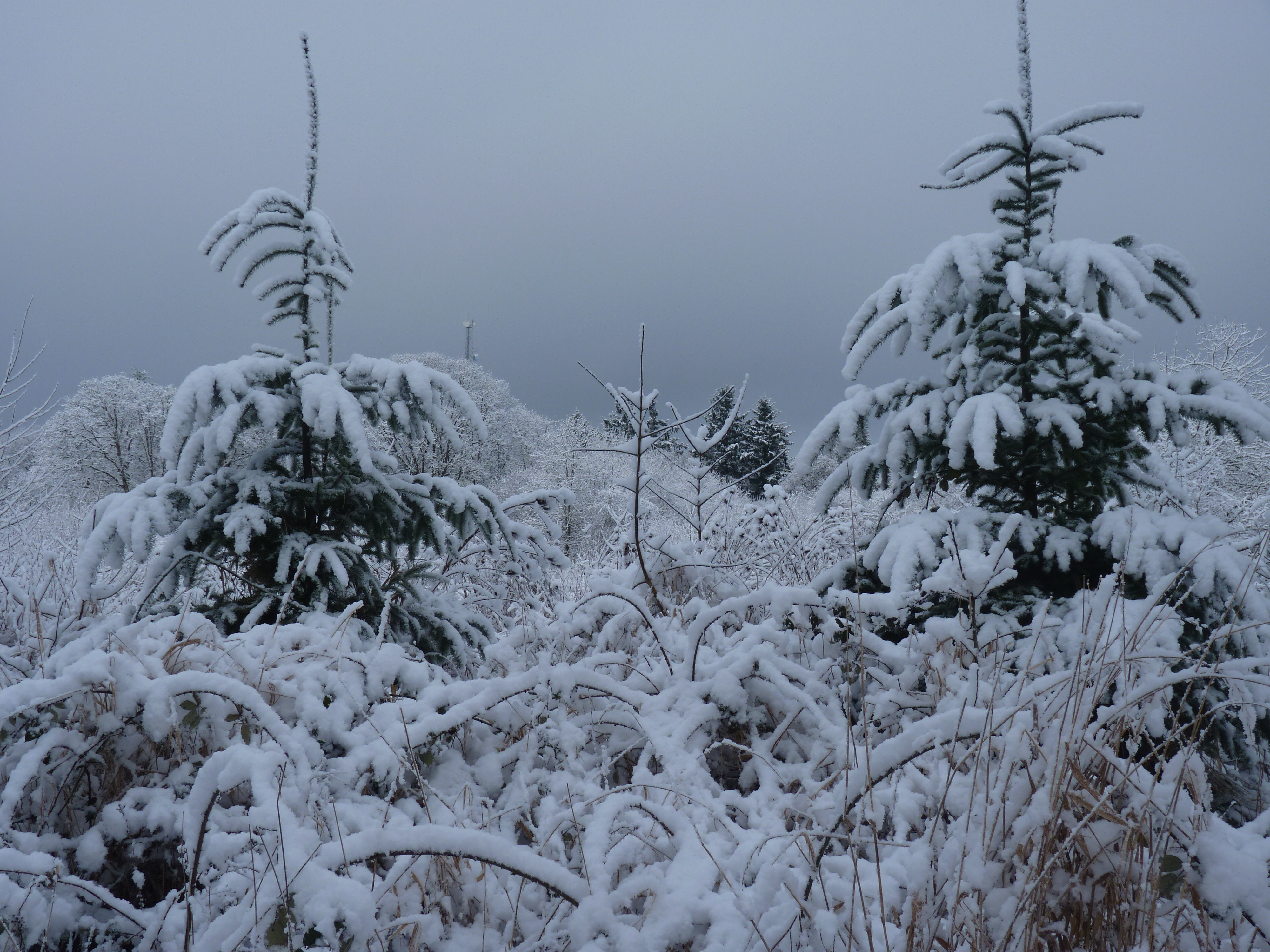 Snow-covered trees