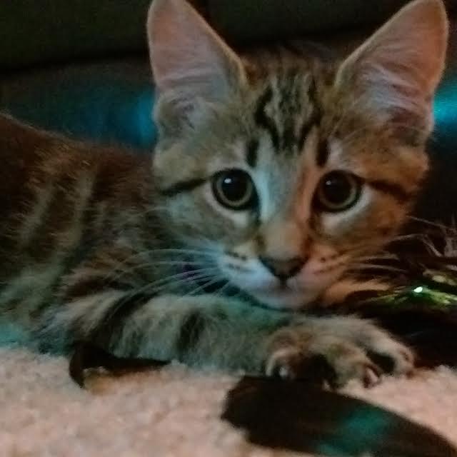 Are You Kitten&nbsp;Me?