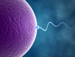 sperm_and_egg_fertilization