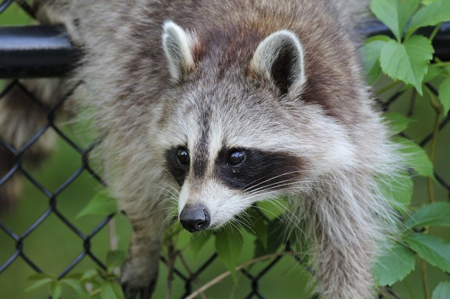 raccoon fence