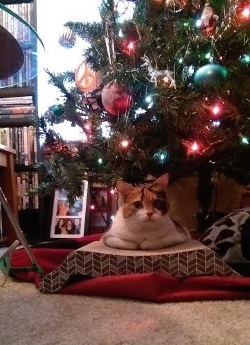 Cat in Tree