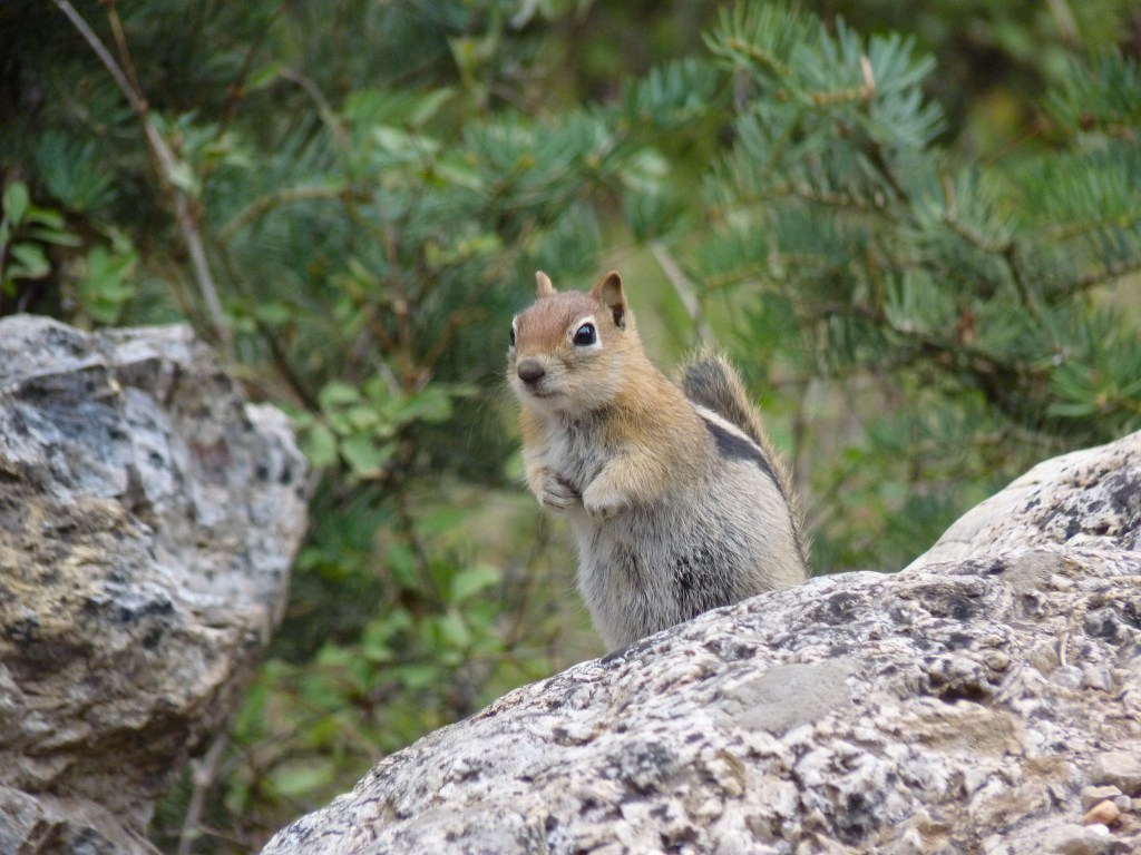 Not All Stuffed Animals are&nbsp;Cuddly