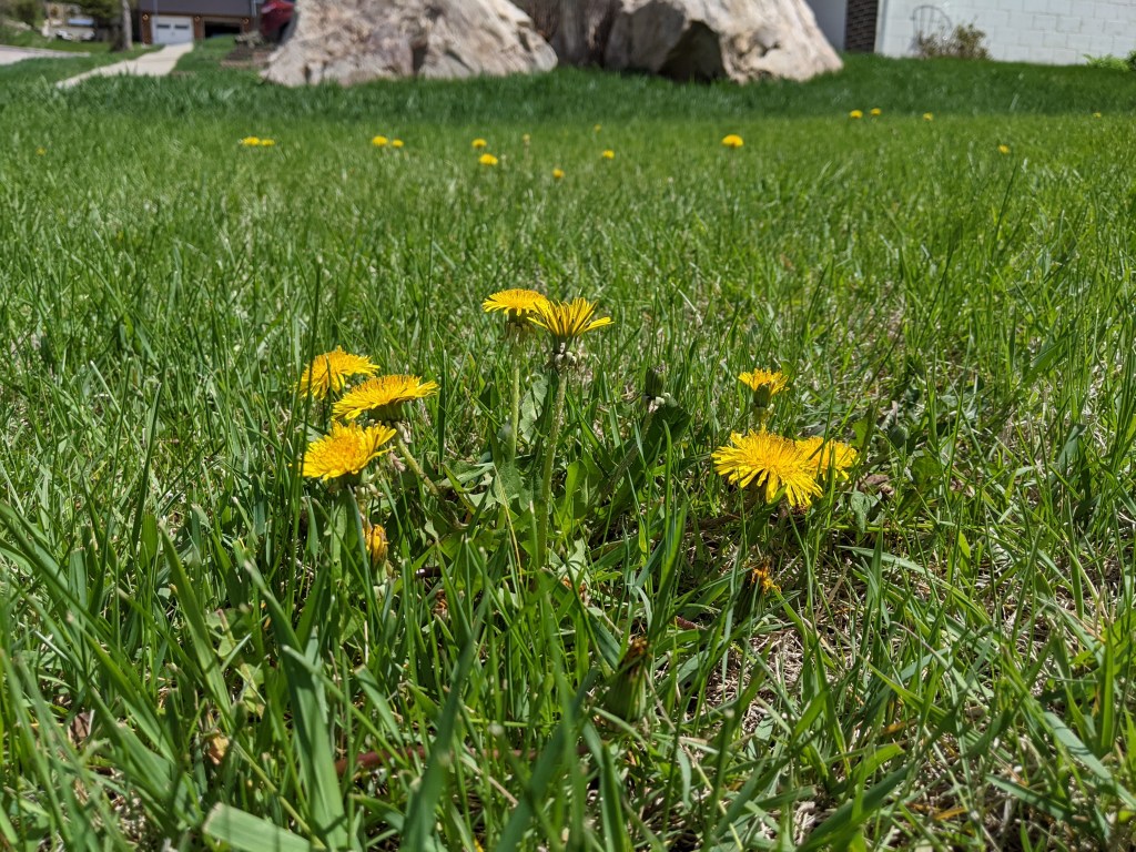 Screw the Joneses; I’m letting my dandelions&nbsp;grow!