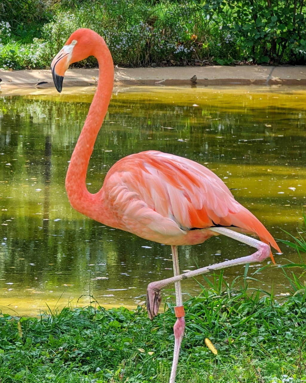 Real (non-plastic) flamingos and a pretzel the size of my&nbsp;head.