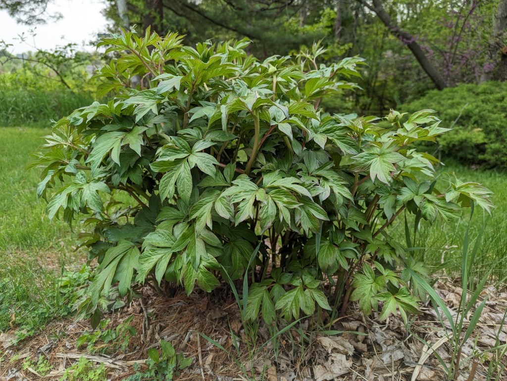 My own personal&nbsp;Dicktionary.