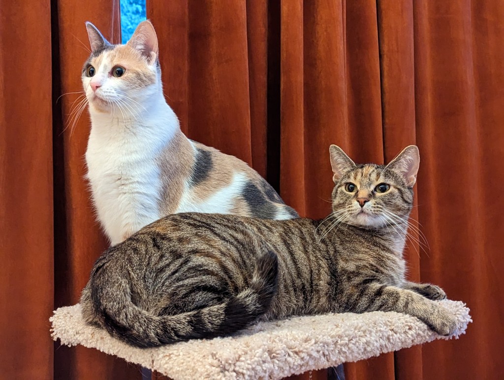 This dog walks into a&nbsp;bar…