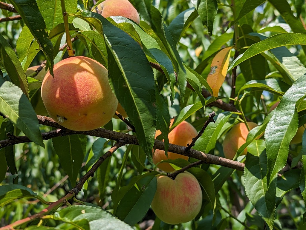 Knee-deep in the&nbsp;hoopla.