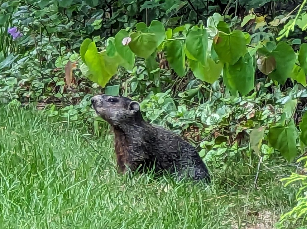 Expiration dates aren’t expiration dates, but woodchucks ARE&nbsp;groundhogs.