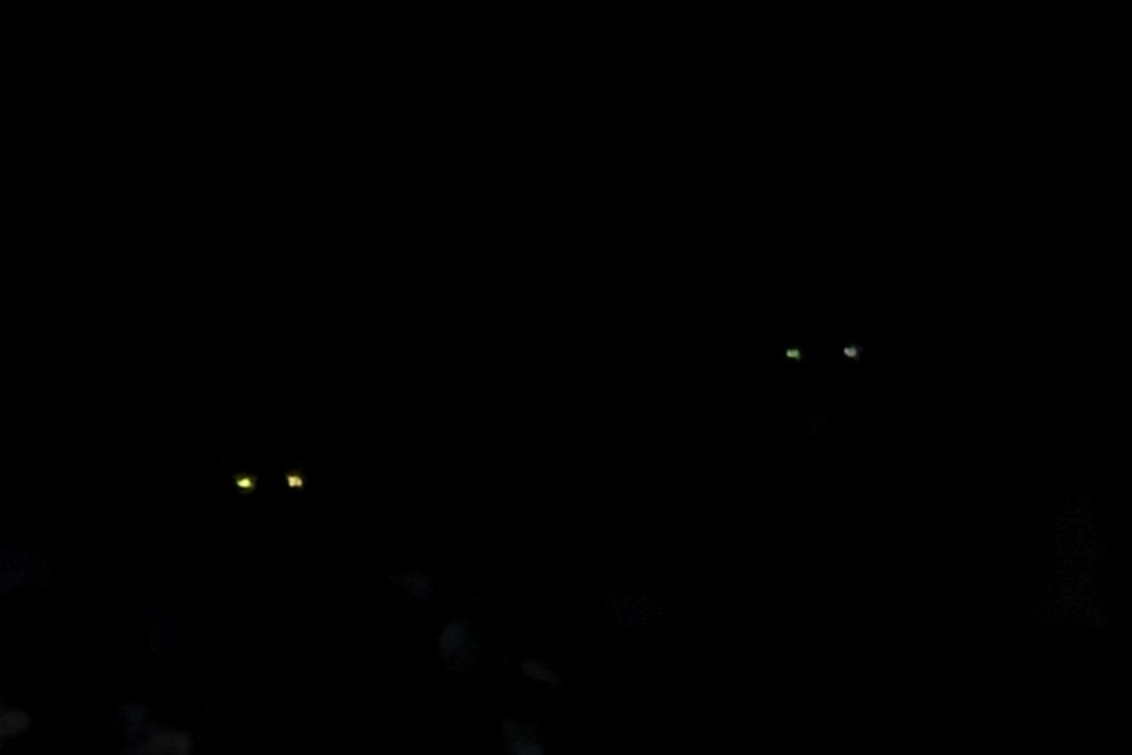 Do creepy glowing eyes in the woods mean I’m about to get Blair&nbsp;Witched?!