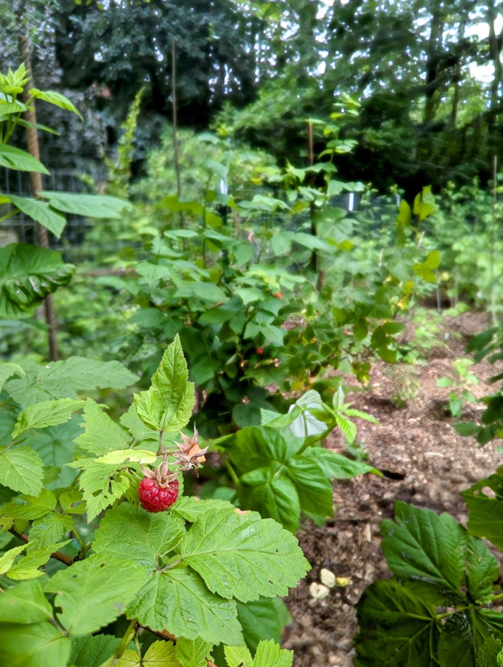 Building model airplanes in my raspberry&nbsp;orchard.