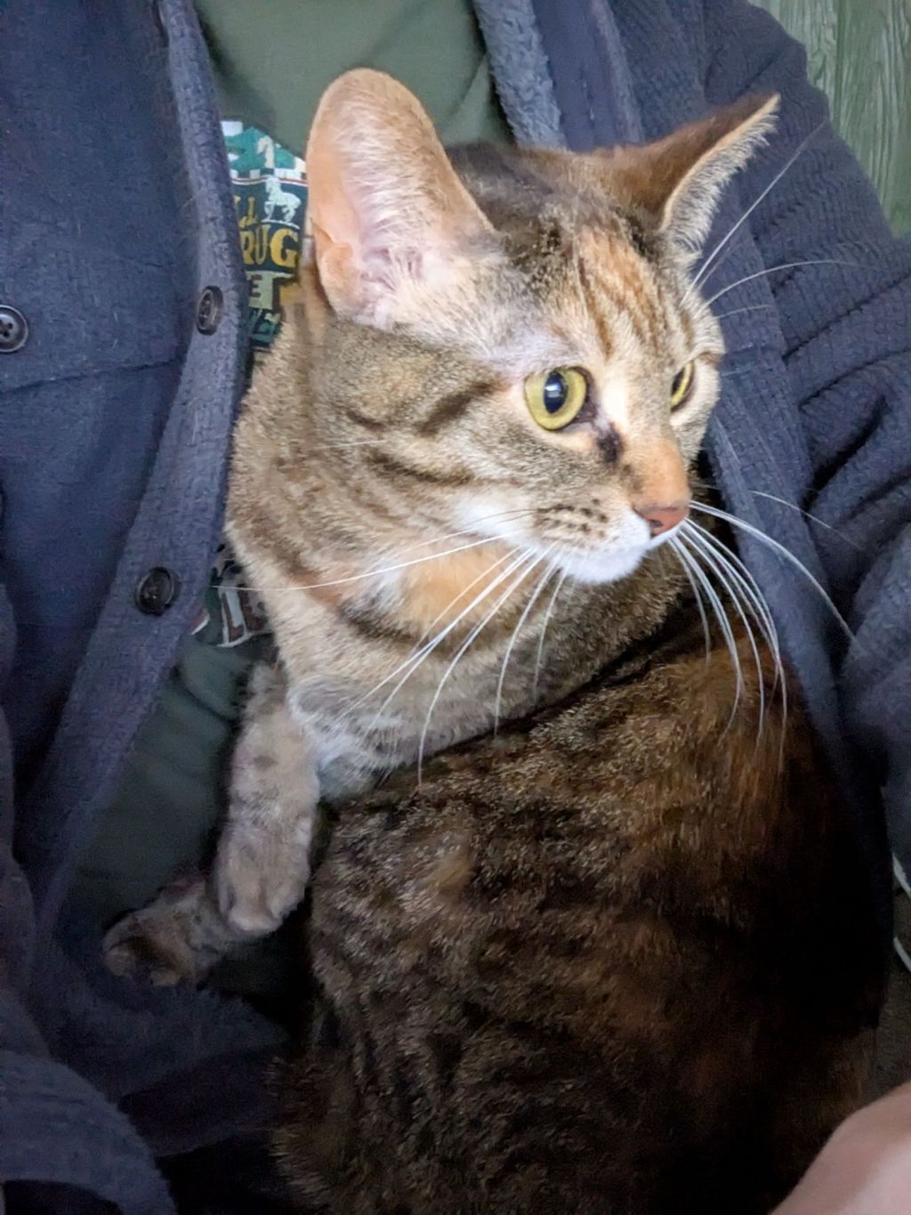 My cat the&nbsp;kangaroo.