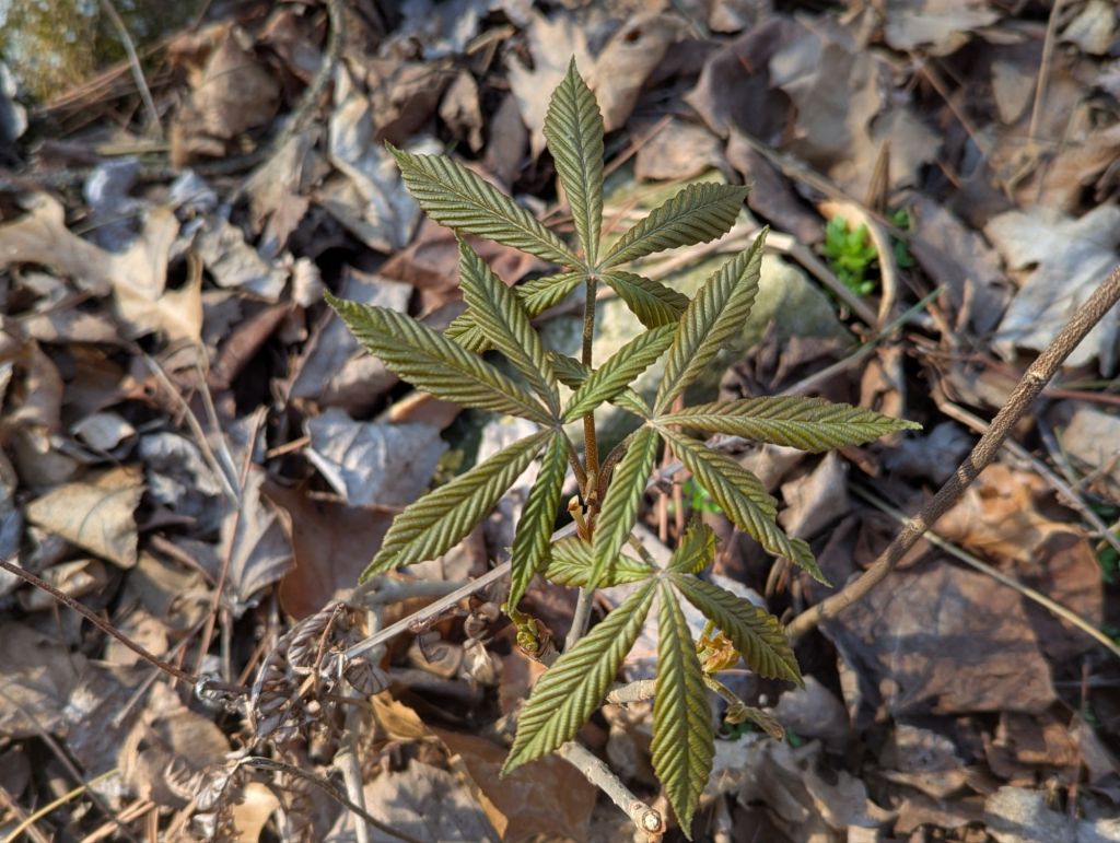 Cannabis bliss or yay,&nbsp;Toledo!