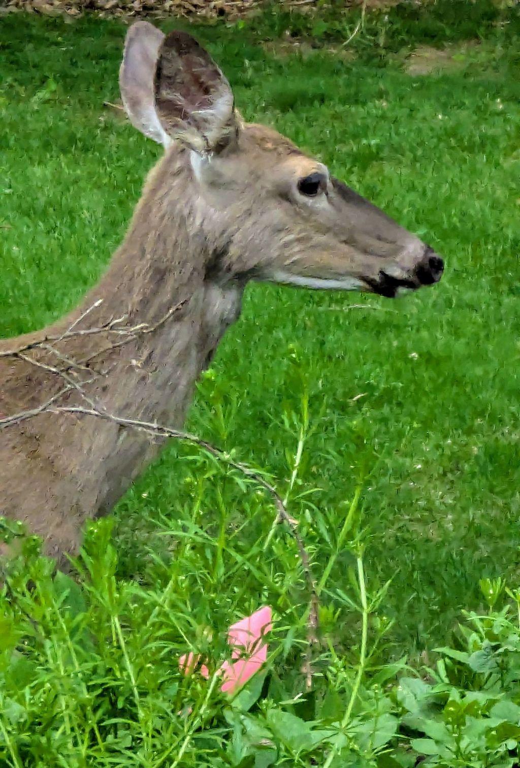 Venison steaks, anyone?