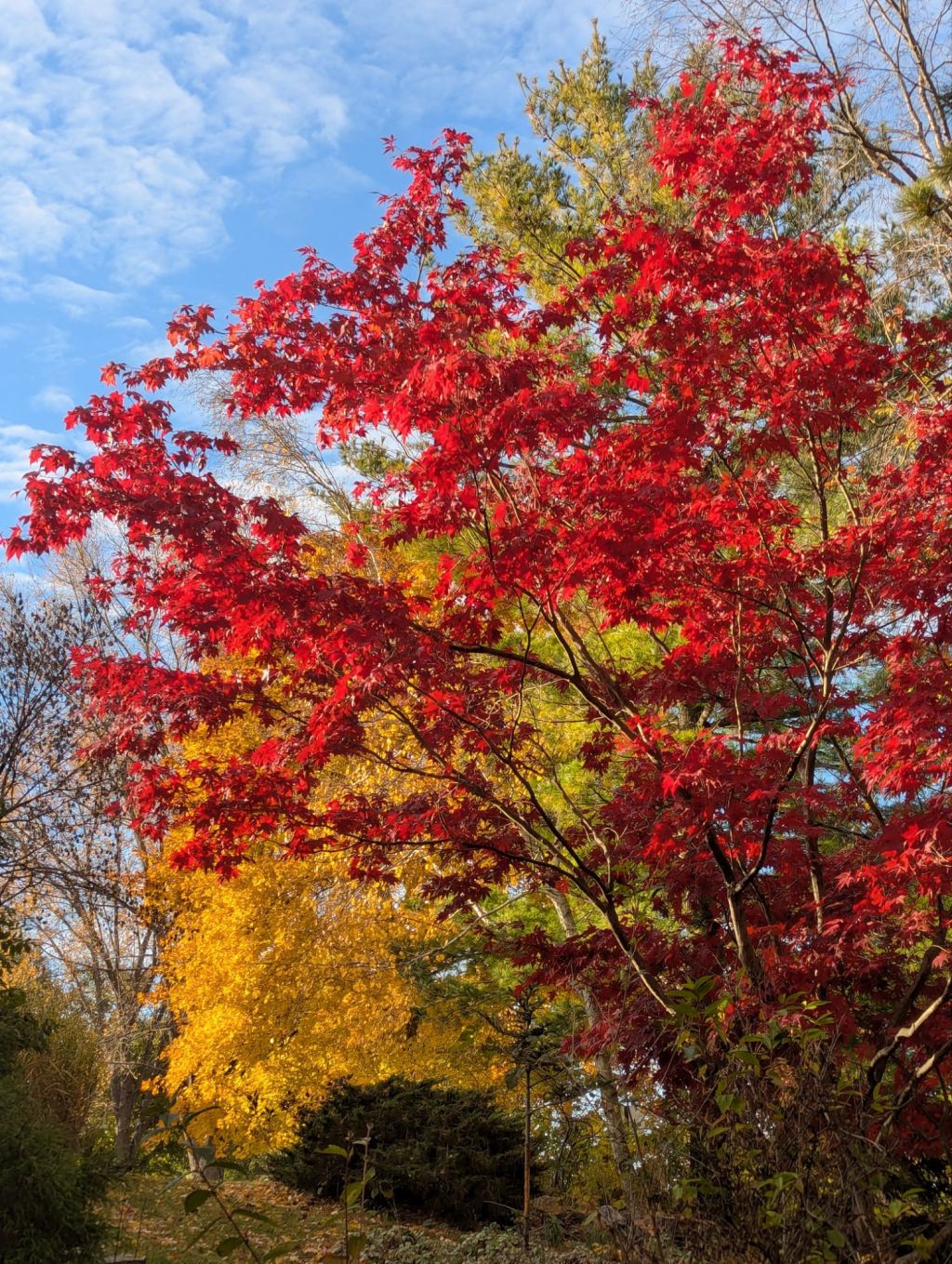 Cracked Rear View&nbsp;x2