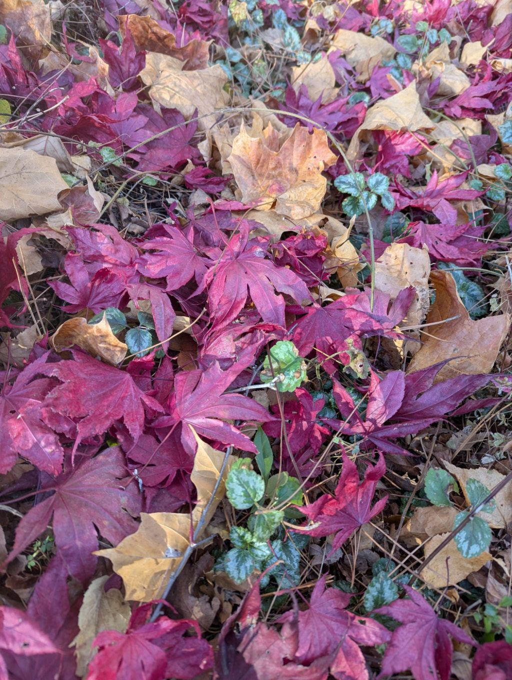 No offense to Henry and&nbsp;Heidi.