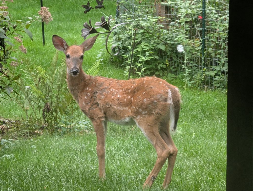 My backyard is trying to kill me.